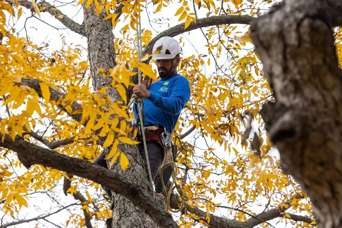 Skilled Tree Pruning crew working in Medanales